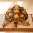 Bibi the Tortoise KAEMEX